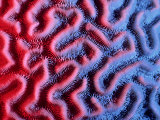 Brain Coral  Calcium Carbonate Skeleton