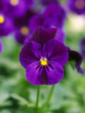 Viola Cornuta 