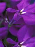 Lobelia Erinus "Cambridge Blue " Close-up of Purple Flower