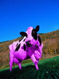 Purple Cow in a Field