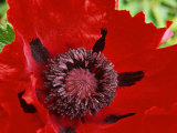 Papaver Orientale (Goliath Group) "Beauty of Livermere " Red Flower