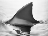 Shark Fin