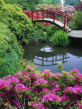Azaleas and Moon Bridge  Kubota Garden