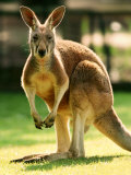 Australian Kangaroo
