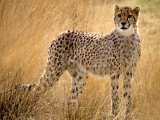 Cheetah in the Grass