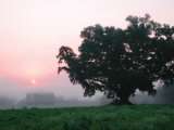 Foggy Sunrise and Oak Tree