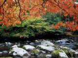 Dogwood in Fall Colour Over Middle Prong of Little River  USA