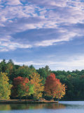 Trees in Autumn