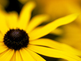Rudbeckia "Deamii " Close-up of Yellow Flower Head