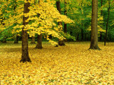Maple Leaves and Trees in Fall Colour at Funks Grove  Il