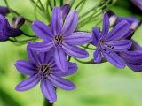 Agapanthus "Cobalt" (African Lily)  Close-up of Lilac Blue Flowers
