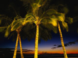 Palm Trees at Dusk  Waikiki Beach  HI