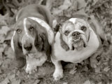 Two Dogs Looking Up