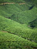 Tea Plantation  W Malaysia