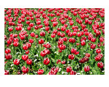 FL-03A Tulips