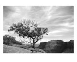 Lone Tree Over Canyonlands