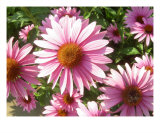 Pink Daisies
