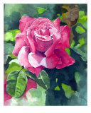 Red Rose