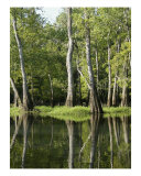 Early Morning In The Mississippi Swamps