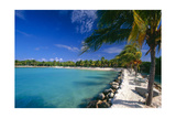 Blue Lagoon With Palm Trees  Aruba