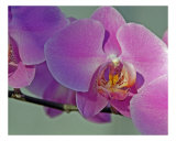Greenhouse Orchid Trio