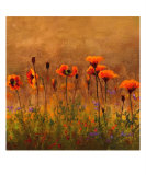 California Poppies 1