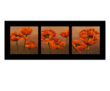 Oriential Poppies