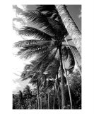 PO-07A Windy Palms