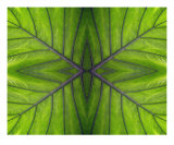 Abstract Leaf Print