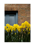 Daffodils