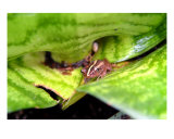 El Coqui De Puerto Rico