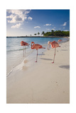 Caribbean Beach With Pink Flamingos  Aruba