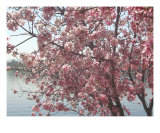 Cherry Blossoms 4