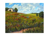 Wildflower Hillside in Boulder County  CO