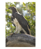 Marshall Eagle