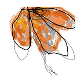 Orange Petals
