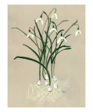 Snowdrops