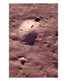 Sand Dollar