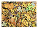 Forest Floor