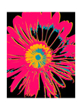 Daisy Big Pop