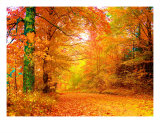 Vermont Autumn