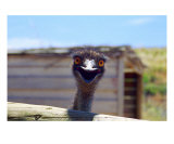 AI-01A Emu Panoramic