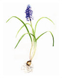 Grape Hyacinth