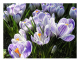 Crocuses