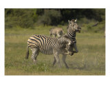 Zebra Conflict