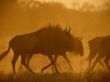 Wildebeests Roam Through a Yellow Haze