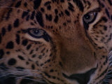 An Amur Leopard at the Minnesota Zoological Garden