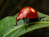 A Red Leaf Beetle on a Green Leaf
