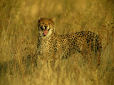 A Cheetah Yawns at the Camera