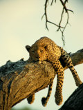 A Leopard Lounges in a Tree
